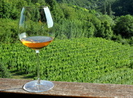 1. Summer riesling tasting 