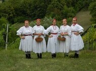 Berba portugisca na Plešivici na imaju Ciban 