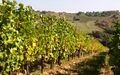 Vinarija Kolarić Coletti